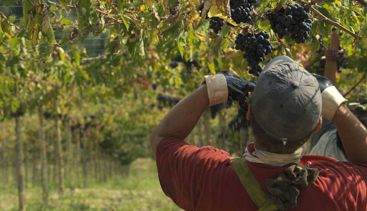 Vendemmia Provvidenziale Il Caldo Anomalo