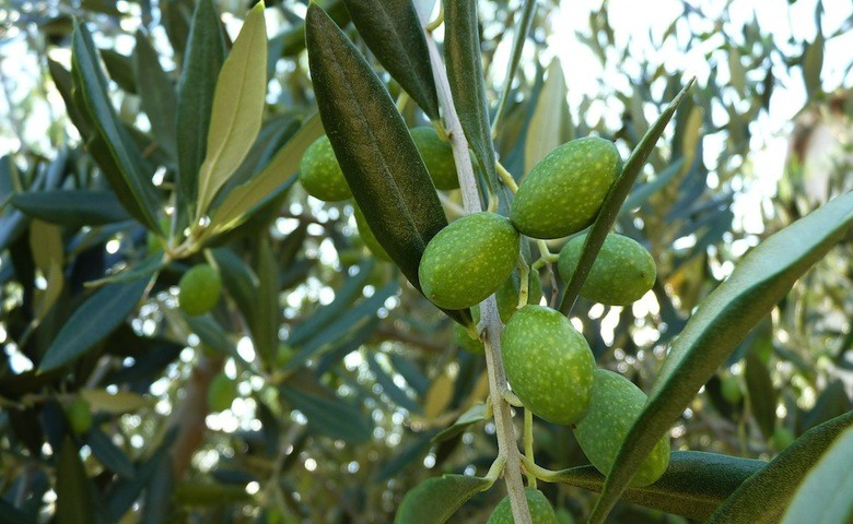 Frodi Bene Gdf Su Olio Con 300 Sequestri Da Inizio Crisi